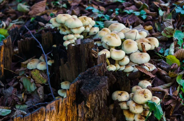 假蘑菇长在树桩上.有毒、不可食用的蘑菇. — 图库照片