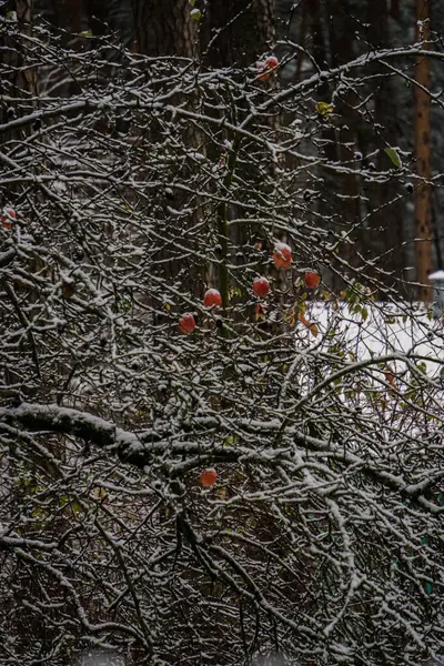 La première neige dans le jardin. Pommes sur les branches d'un pommier . — Photo