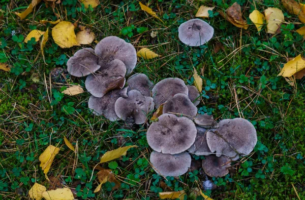 Mushrooms called rowing in a clearing in the forest in late autumn. — Stock Photo, Image