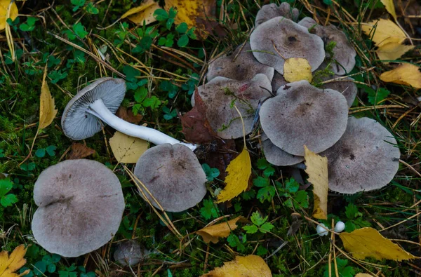 晚秋的时候，蘑菇们在森林的一个空地上划船. — 图库照片