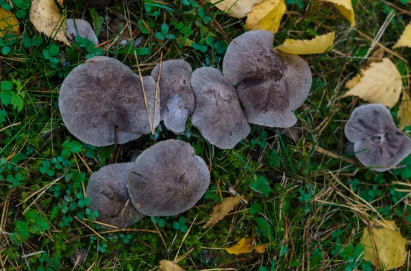 Champiñones llamados remo en un claro en el bosque a finales de otoño . — Foto de Stock
