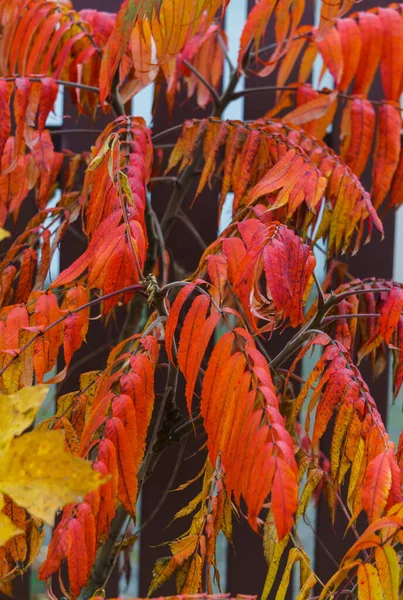 Kleurrijke kleurrijke bladeren van azijn boom in de late herfst. — Stockfoto