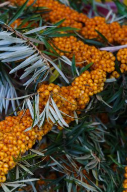 Bahçeye portakal meyveleri saçılmış deniz dikenli dallar..