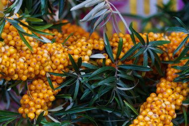 Bahçeye portakal meyveleri saçılmış deniz dikenli dallar..