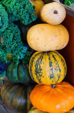 Piyasada farklı türde balkabağı piramidi. Hasat festivali, sonbahar Cadılar Bayramı. Yeşil, turuncu, sarı ve çizgili olgun balkabakları.
