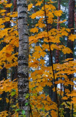 Ormandaki ağaçların üzerinde sarı yapraklar. Sonbahar manzarası.