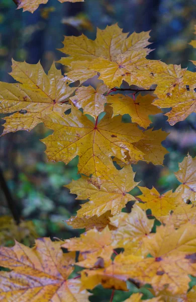 Branche d'arbre aux feuilles jaunes. Paysage d'automne. — Photo