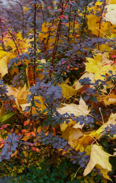 Yellow leaves on the trees in the last days of autumn. — Stock Photo, Image