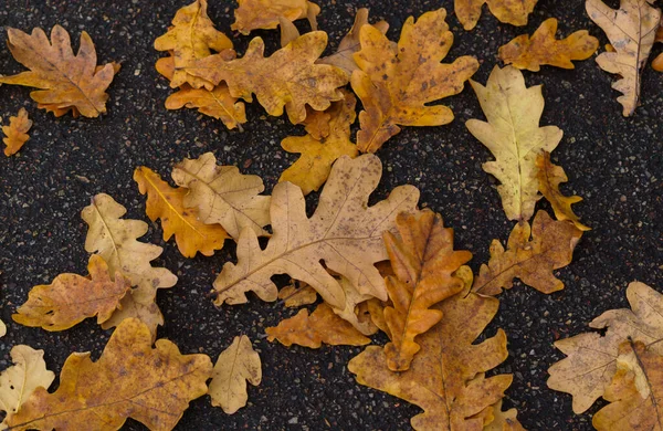 Vergilbte Blätter einer jungen Eiche. Herbstlandschaft. — Stockfoto