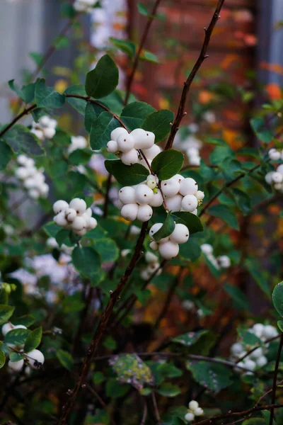 Weiße, ungenießbare Beeren an den Zweigen eines Busches im Wald. — Stockfoto