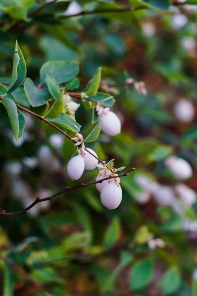 White, inedible berries on the branches of a bush in the forest. — Stock Photo, Image