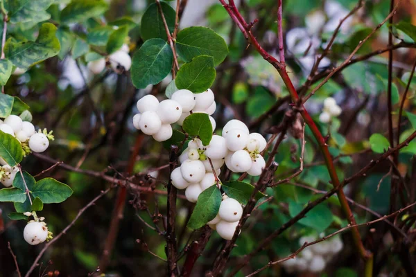 Λευκά, μη βρώσιμα μούρα στα κλαδιά ενός θάμνου στο δάσος. — Φωτογραφία Αρχείου