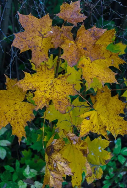 Ramo d'albero con foglie gialle. Paesaggio d'autunno. — Foto Stock