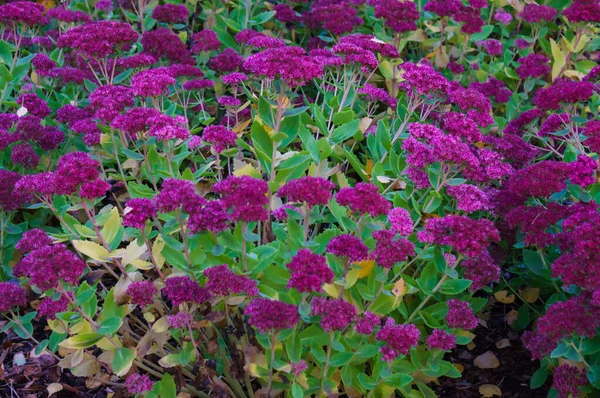 Decoratieve paarse bloemen op een bloembed in een stadspark. Herfstlandschap. — Stockfoto