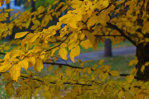 Geelachtige asbladeren in een stadspark. Herfstlandschap. — Stockfoto