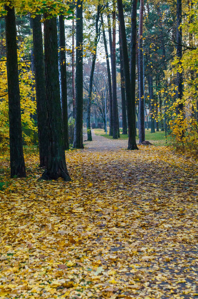 A path through a forest strewn with yellow leaves in late autumn