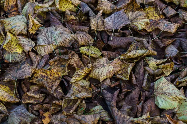 Elszáradt hárs levelek a földön késő ősszel. — Stock Fotó