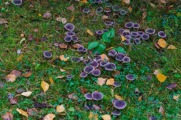 Gombák hívják evezés egy tisztáson az erdőben késő ősszel. — Stock Fotó