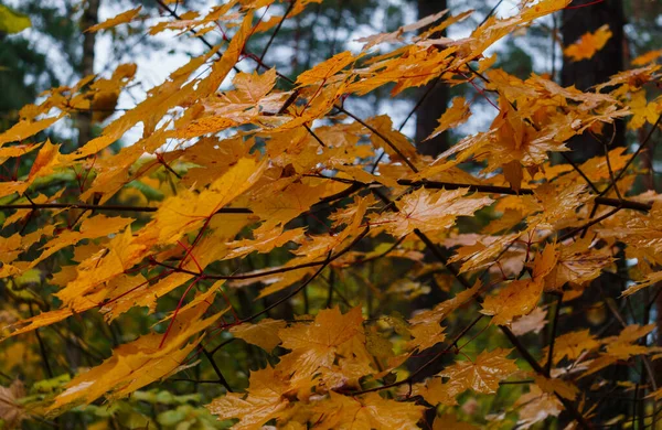 Ramo d'albero con foglie gialle. Paesaggio d'autunno. — Foto Stock