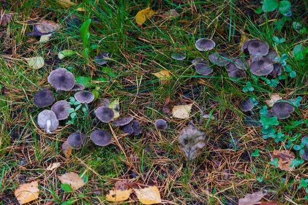 Pilze auf einer Lichtung im Wald im Spätherbst. — Stockfoto