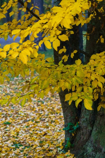 Помаранчеве листя попелу в міському парку. Осінній пейзаж . — стокове фото