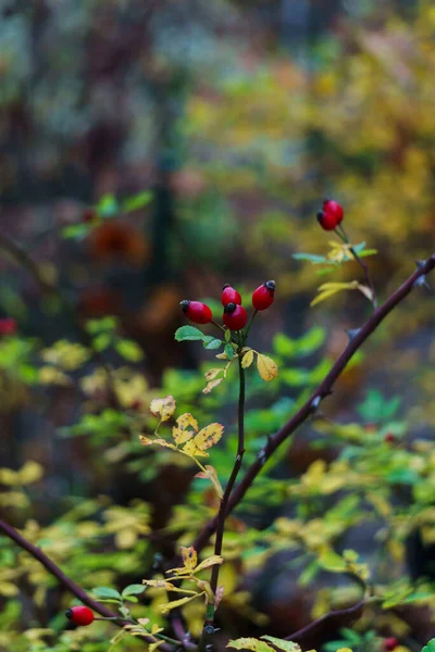 Reife rote Hagebutten an den Zweigen. — Stockfoto