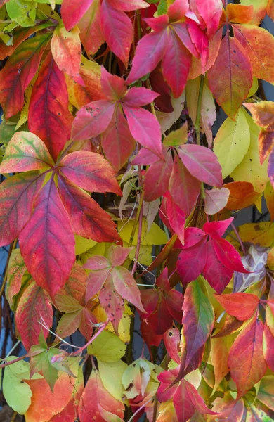 Rode bladeren van wilde druiven hangend aan een boom. Herfstlandschap. — Stockfoto