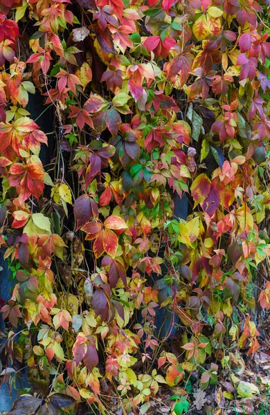 Rode bladeren van wilde druiven hangend aan een boom. Herfstlandschap. — Stockfoto