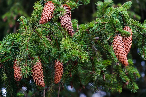 Young fir cones on the branches of spruce. — ストック写真