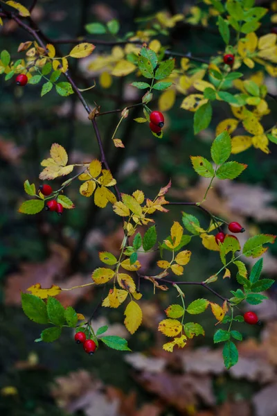 Cuisse de rose rouge mûre sur les branches . — Photo