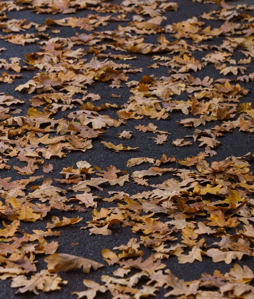 Vergilbte Blätter einer jungen Eiche. Herbstlandschaft. — Stockfoto