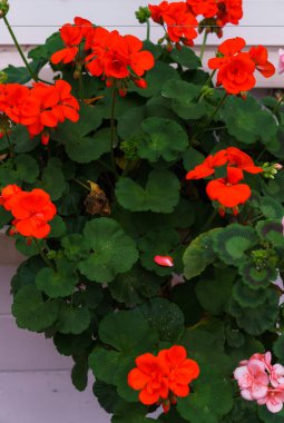 Bahçede çiçek saksısında kırmızı sardunya çiçekleri.