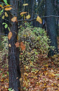 Ormandaki ağaçların üzerinde sarı yapraklar. Sonbahar manzarası.