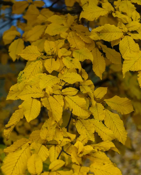 Vergilbte Eschenblätter in einem Stadtpark. Herbstliche Landschaft. — Stockfoto