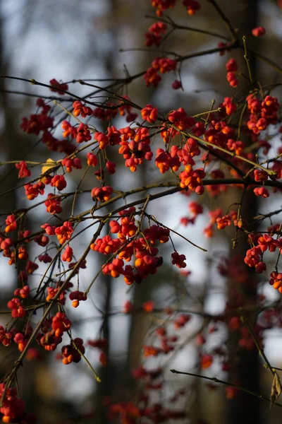 Ephedra-Beeren in rosa Schalen auf Zweigen im Herbst. — Stockfoto