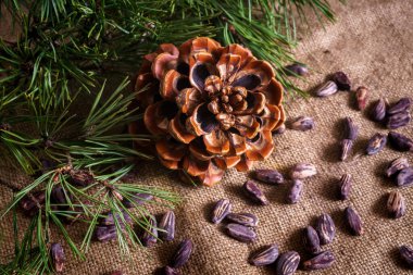 Masada soyulmuş fındıklı sedir konisi..