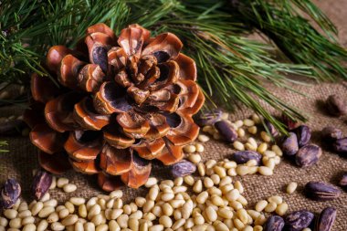 Masada soyulmuş fındıklı sedir konisi..