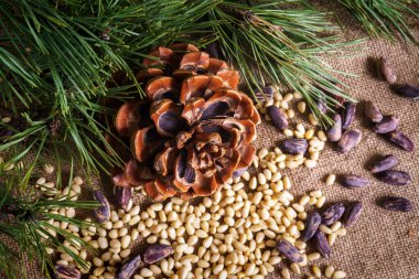 Masada soyulmuş fındıklı sedir konisi..