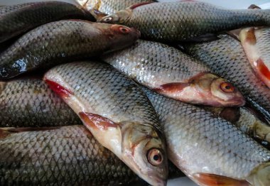Masada taze gümüş sazan balığı var..