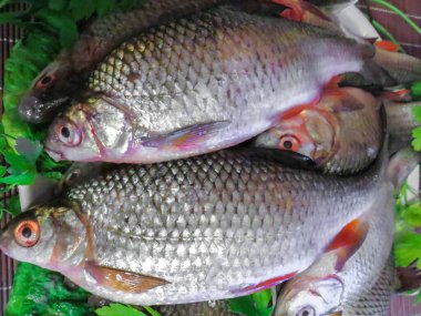 Masada taze gümüş sazan balığı var..