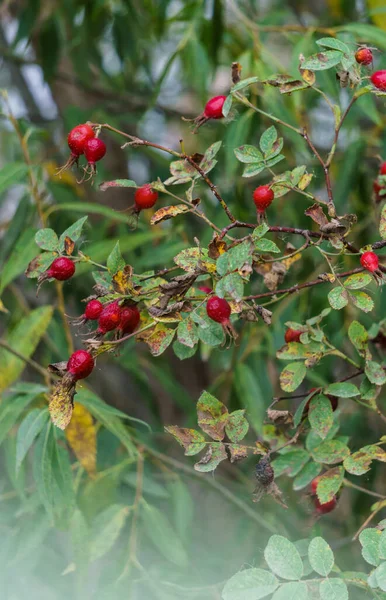 Röda rosenhöfter i naturen.Naturlig bakgrund. — Stockfoto