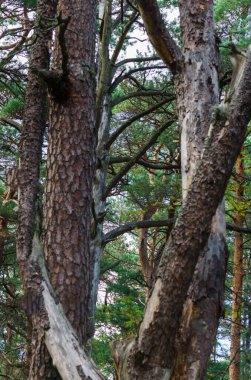 Ormandaki çam ağaçlarının çarpık gövdeleri. Kum tepelerinde alışılmadık kozalaklı ağaçlar.