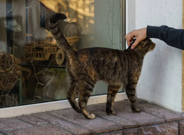 Gato callejero en el alféizar de la tienda . — Foto de Stock