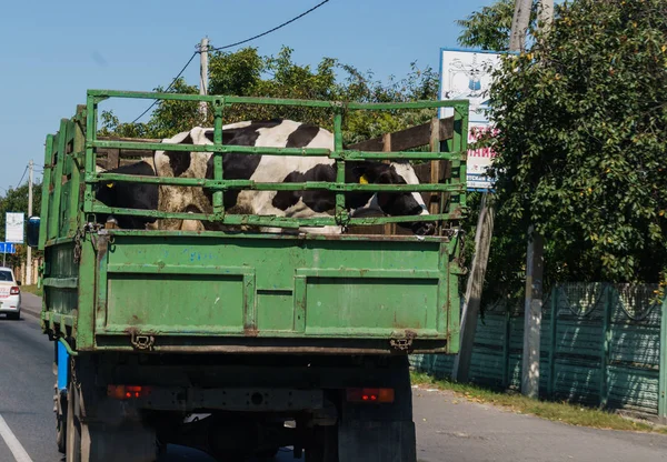The truck carries cows in the back of the city.