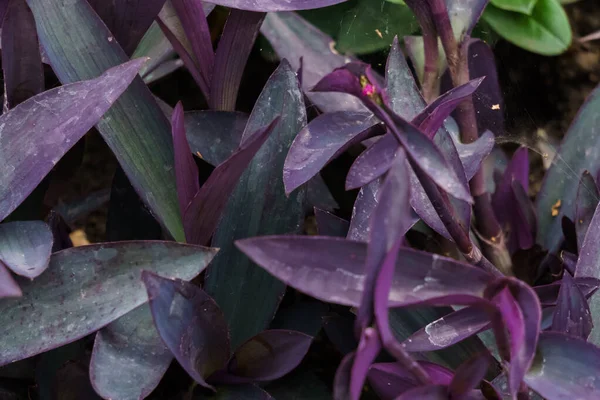 Violet leaves of violet tradescantia on a garden bed. — Stock Photo, Image