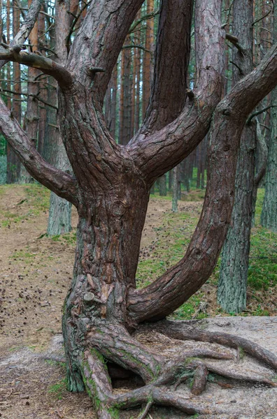 Křivé kmeny borovic v lese. Neobvyklé jehličnaté stromy v dunách. — Stock fotografie