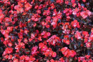 Parlak pembe begonya çalıları çiçek tarhındaki halı gibi büyüdü..