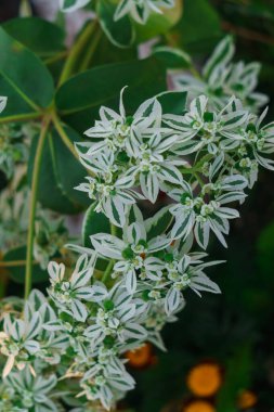 Olağanüstü güzel beyaz çiçekler şehir parkını süslüyor..