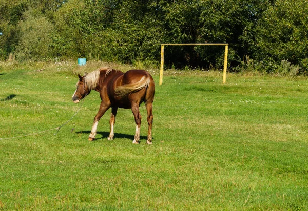 Een prachtig, statig paard graast op een voetbalveld. — Stockfoto