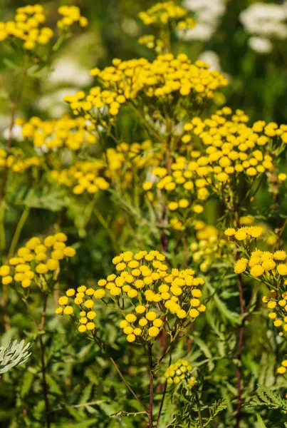 Жовті дикі, лікарські пишні квіти в полі . — стокове фото